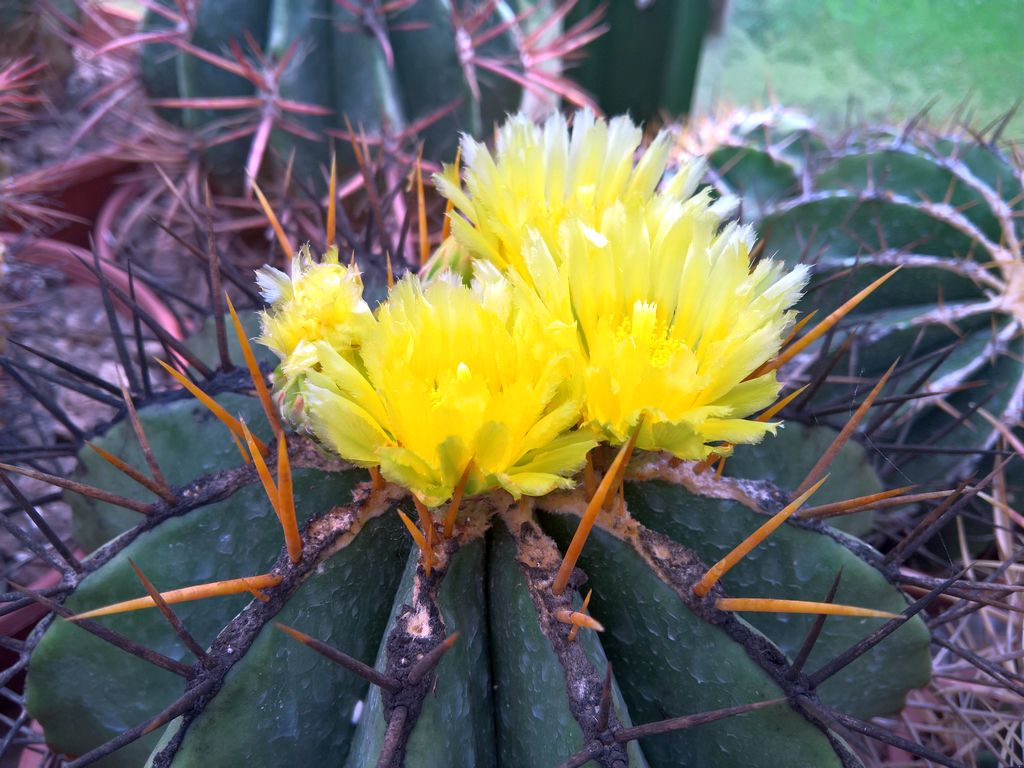 Ferocactus schwarzii